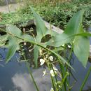 Flora of Campeche