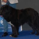 Romanian Raven Shepherd Dog