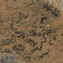 Taxa named by Alfred Oxner