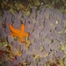 Sponges described in the 20th century