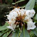 Taxa named by George Forrest (botanist)