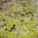 Taxa named by Bernhard Marbach