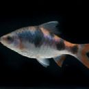 Taxa named by Eric Godwin Silas