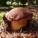 Fungi described in 1973
