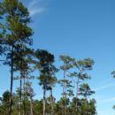 Natural history of the Turks and Caicos Islands
