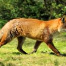 Red fox