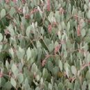 Halimione portulacoides