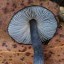 Taxa named by Cheryl A. Grgurinovic