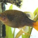 Taxa named by Cloudsley Louis Rutter