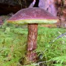 Fungi described in 1912