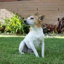 Dog breeds originating in Oceania