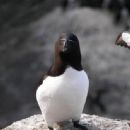 Gannet Islands Ecological Reserve