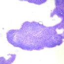 Veterinary oncology