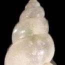 Biota of the North Sea