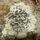 Taxa named by Georg Franz Hoffmann