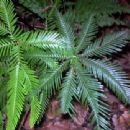 Taxa named by Harold St. John