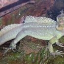 Early Triassic tetrapods