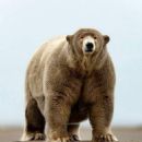 Polar bear