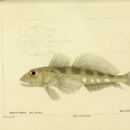 Taxa named by Dugald Carmichael
