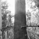 Forestry occupations