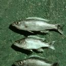 Taxa named by George F. Turner
