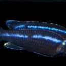 Taxa named by Donald S. Johnson