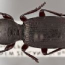 Beetles described in 1949