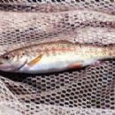 Columbia River redband trout