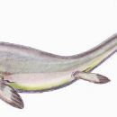 Triassic tetrapods of North America