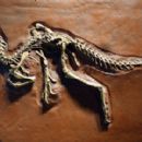 Taxa by South African author