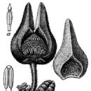 Taxa named by August Grisebach