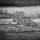 Bacteria described in 1905