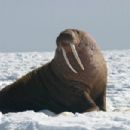 Walrus