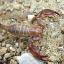 Fauna of the Pyrenees