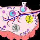 Ovary