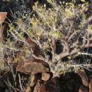 Endemic flora of Namibia