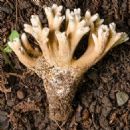 Taxa named by Curtis Gates Lloyd