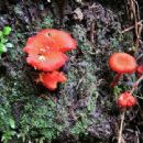 Fungi described in 1963