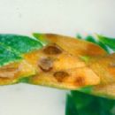 Fungi described in 1927