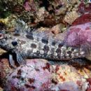 Taxa named by Earl Desmond Reid