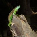 Taxa named by David James Harris