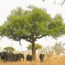 Biosphere reserves of Cameroon