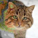 Compression algorithms