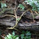 Taxa named by Hugh Algernon Weddell