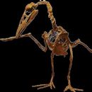 Cretaceous birds of North America