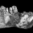 Cretaceous Tanzania