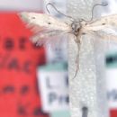 Taxa by Finnish author