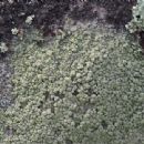 Taxa named by Alan Fryday