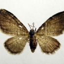 Taxa named by Friederike Lienig