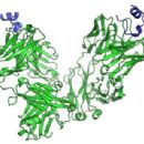 Immunotherapy